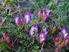 Astragalus buschiorum