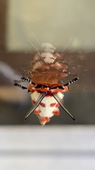 Trosia nigropunctigera