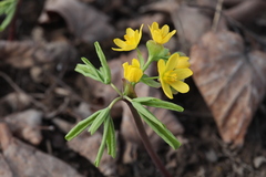 Gymnospermium altaicum