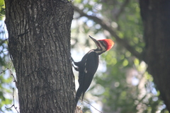 Dryocopus pileatus