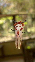 Trosia nigropunctigera