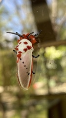 Trosia nigropunctigera