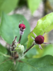Malus domestica