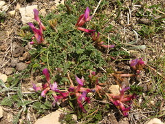 Astragalus buschiorum
