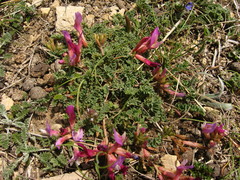 Astragalus buschiorum