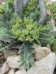 Myrsiniteae