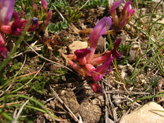 Astragalus buschiorum