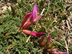 Astragalus buschiorum