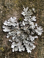 Parmelia sulcata