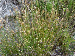 Elegia fistulosa