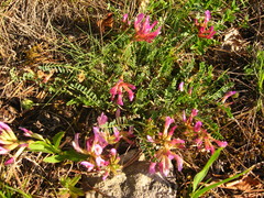 Astragalus buschiorum