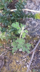 Xanthosia
