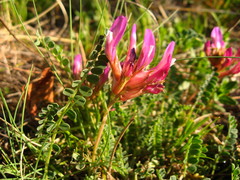 Astragalus buschiorum