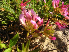 Astragalus buschiorum