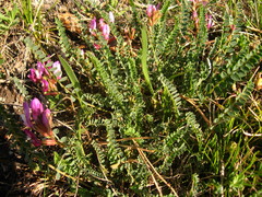 Astragalus buschiorum