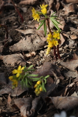 Gymnospermium altaicum