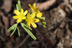 Gymnospermium altaicum