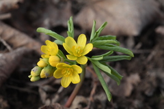 Gymnospermium altaicum