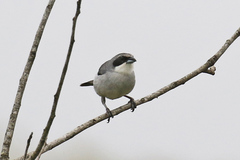 Shrike-Like Tanager photo 5