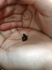 Lepidoblepharis sanctaemartae