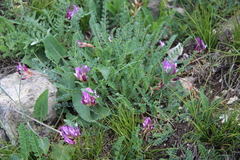 Astragalus buschiorum