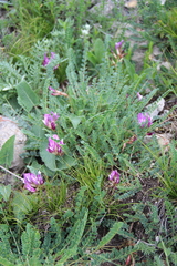 Astragalus buschiorum
