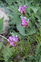 Astragalus buschiorum