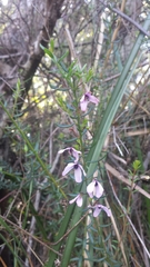 Tetratheca pilosa
