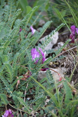 Astragalus buschiorum
