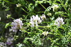Astragalus alpinus
