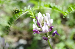 Astragalus alpinus