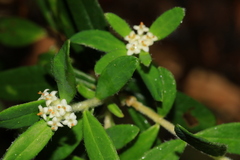 Pimelea cinerea