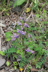 Astragalus alpinus