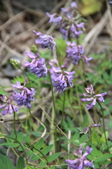 Astragalus alpinus