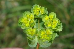 Euphorbia helioscopia image