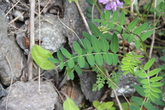 Astragalus alpinus