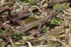 Leiolepis belliana