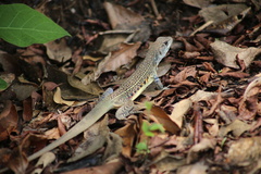 Leiolepis belliana