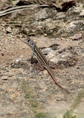 Leiolepis belliana