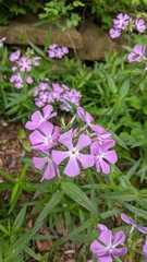 Phlox pilosa