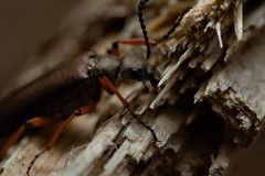 Pomphopoea