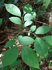 Dirca palustris