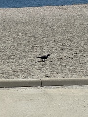 Columba livia domestica