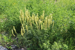Astragalus asper