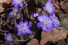 Hepatica transsilvanica