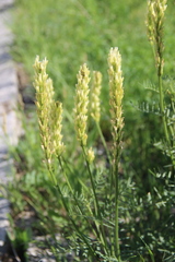 Astragalus asper