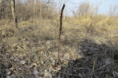 Platanthera chlorantha
