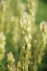 Astragalus asper