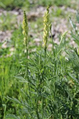 Astragalus asper