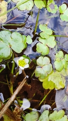 Ranunculus hederaceus